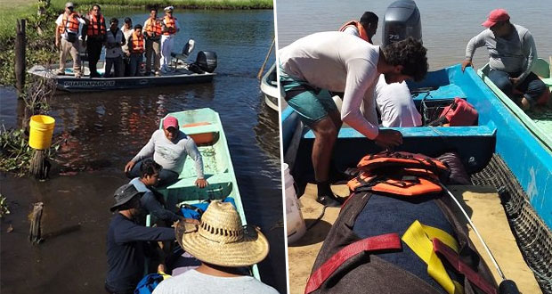 Liberan a dos manatíes adultos en Tabasco