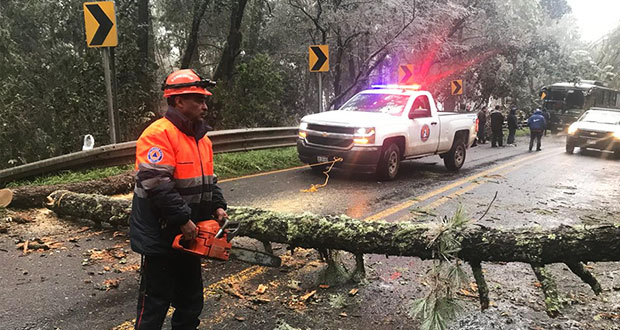 Heladas dañan más de mil árboles en Sierra Norte, advierte Conafor