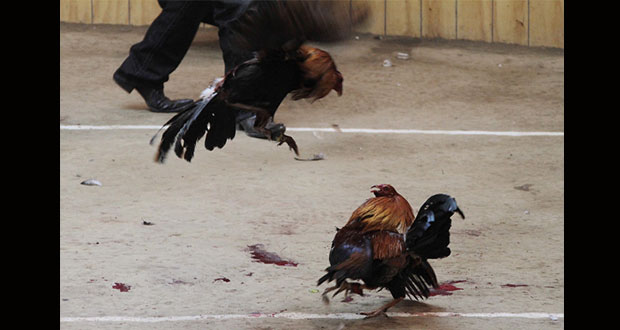 SCJN declara como constitucional la Ley contra las peleas de gallos