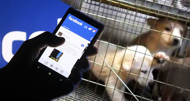 Facebook le dice no a la venta de mascotas en sus plataformas
