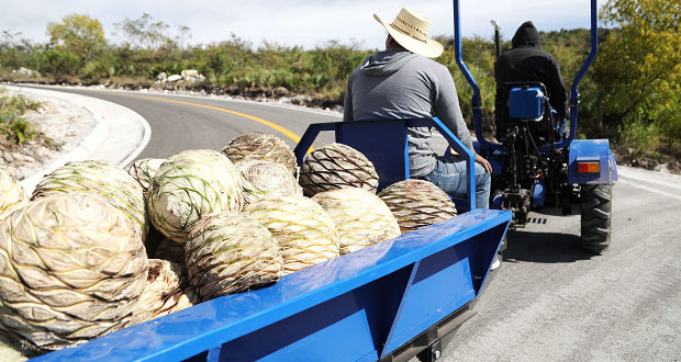 En municipio de Huehuetlán el Grande, inauguran la Ruta del Mezcal