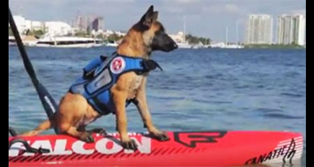 En Cancún, se extravía “Nina” la primera perra salvavidas de México