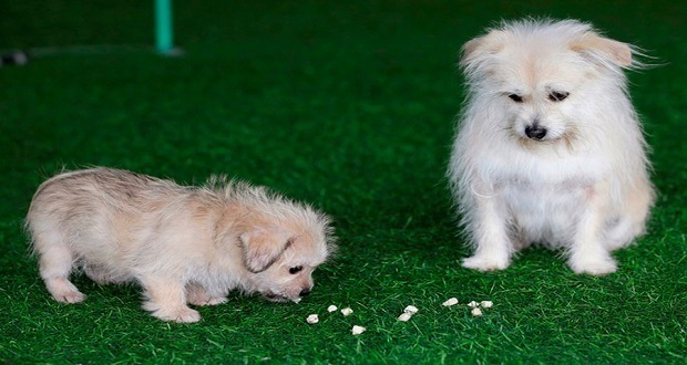 En China, logran clonar a estrella canina de cine y televisión