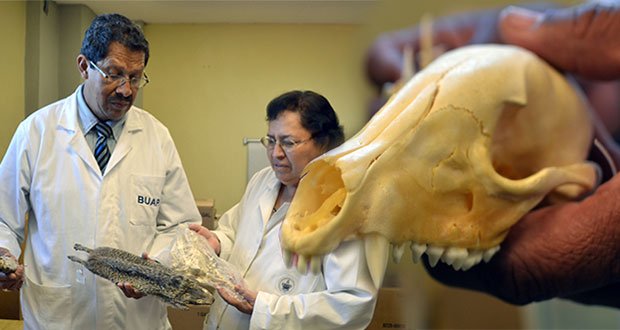 BUAP cuenta con colección de 800 ejemplares de mamíferos de Puebla