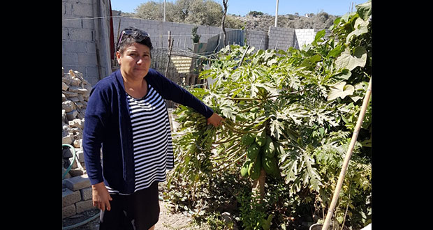 Huertos familiares de Tehuacán tienen buenos resultados, destacan