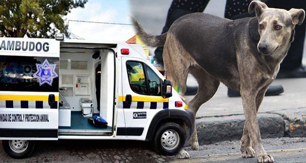 Ambudog, salud gratuita para perros callejeros en San Luis Potosí