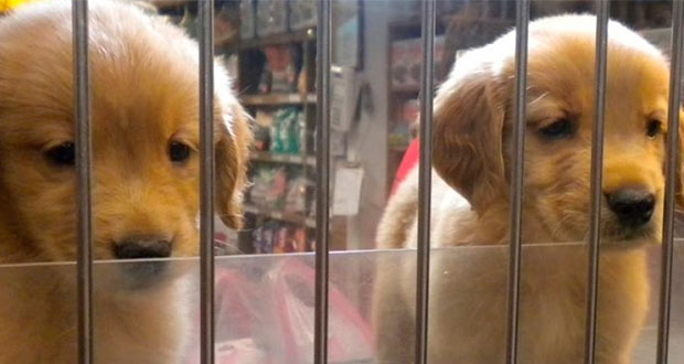 En California prohíben vender mascotas que no sea de refugios