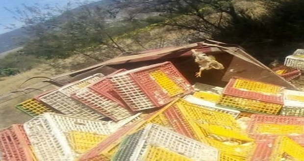 En intento de asalto, vuelca con todo y pollos en la Puebla-Tehuacán