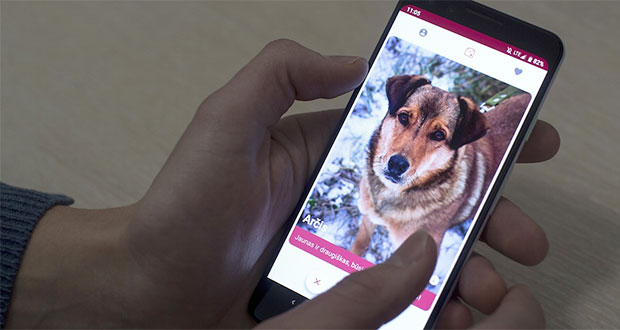 En Lituania crean app que permite adopción de perros en refugios