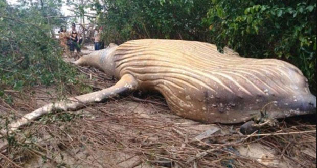 Encuentran una ballena jorobada en la selva del Amazonas