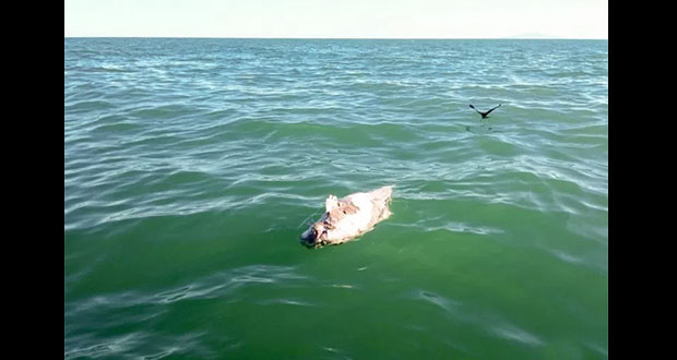 Ambientalistas hallan posible cadáver de vaquita marina
