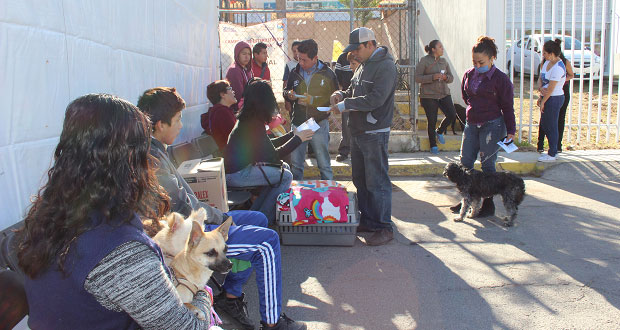 Esterilizan a 358 perros y 194 gatos en Cuautlancingo