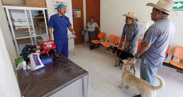 Realizan esterilización de mascotas en Ahuatempan
