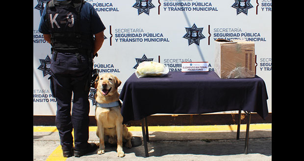 Unidad canina asegura 800 gramos de marihuana en San Rafael Oriente