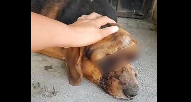 ONG ofrece recompensa para encontrar a agresor de perro en Tehuacán