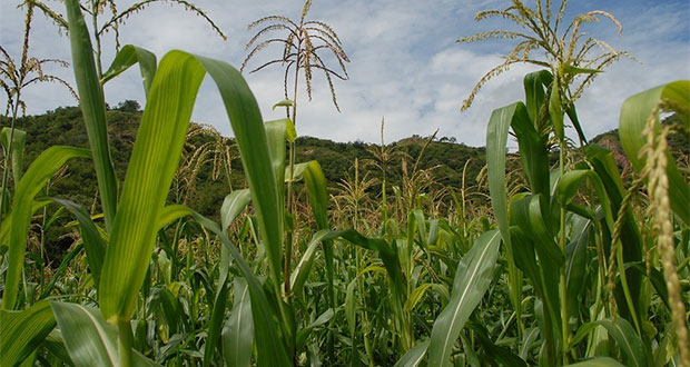 Dieta de la milpa, alternativa para contrarrestar desnutrición: IMSS