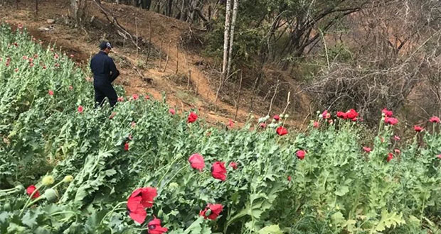En Sonora, PF elimina 88 toneladas de mariguana y 40 mil amapolas