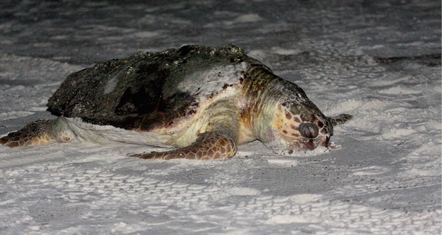Encuentran al menos 30 tortugas muertas en playas de Guerrero