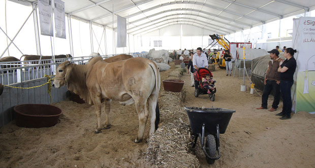 Feria de Puebla exhibe 40 ejemplares bovinos de la mejor calidad