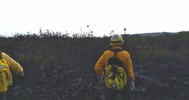 Fuego afecta 500 hectáreas de Los Petenes, Campeche; manglar a salvo