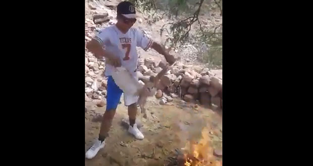 Jóvenes queman viva a una lechuza; la confundieron con una “bruja”