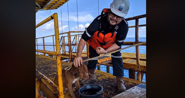 Perrito es rescatado en medio del mar, a 220 kilómetros de la costa