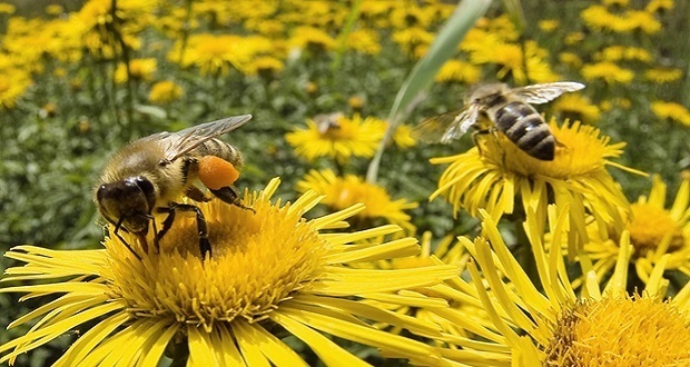 Investigador alerta de pérdida de mil 600 millones de abejas en México