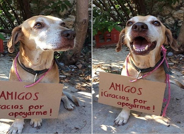 “Deko” el perrito que vende postres para pagar sus quimioterapias