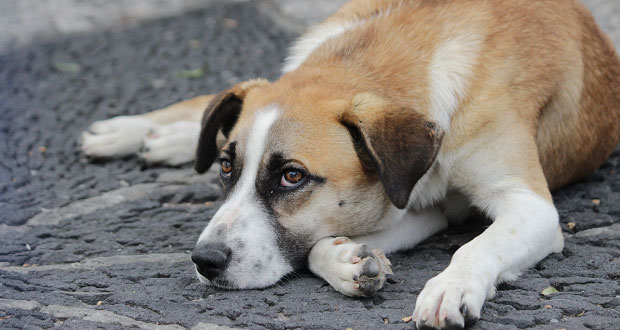 Gobierno va contra maltrato animal en Puebla; hará diagnóstico de casos