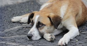 Estas marcas de alimento para perro incumplen normas: PROFECO