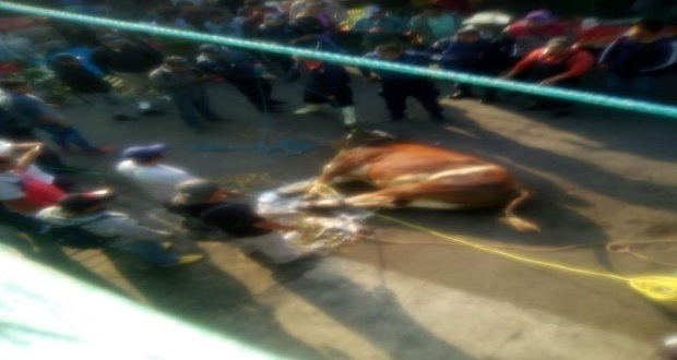 Toro escapa de rastro en Atlixco; provoca daños y heridos