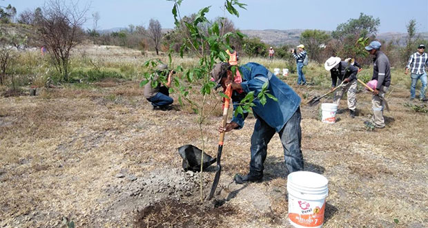 Arranca reforestación en Parque Bicentenario