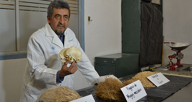 BUAP impulsa cultivo de hongo para personas de escasos recursos