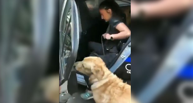 Detienen a perros por meterse a jugar a fuente en CDMX