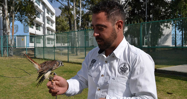 Investigadores de la BUAP crean prótesis para aves rapaces