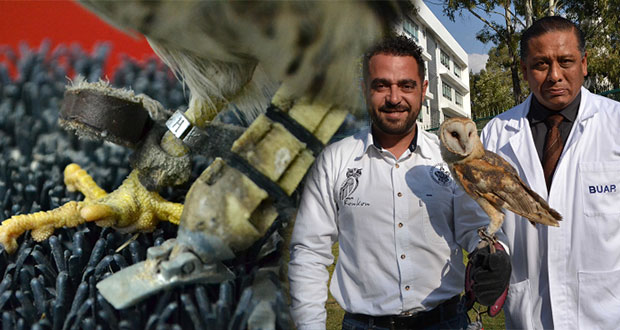 Investigadores de la BUAP crean prótesis para aves rapaces