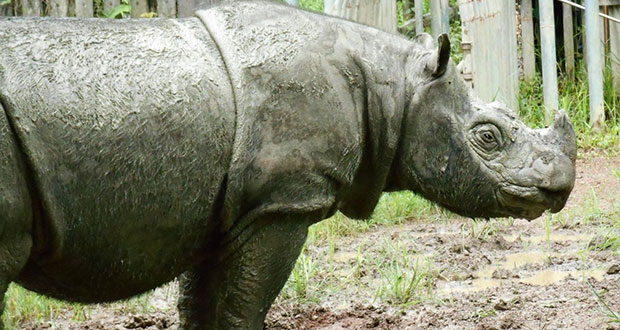 Muere “Tam”, el último rinoceronte macho de Sumatra