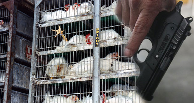 Avicultores de Tehuacán dejan de vender en 3 municipios