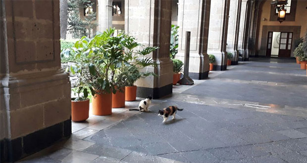 SHCP asegura que cuida a los gatos que habitan Palacio Nacional