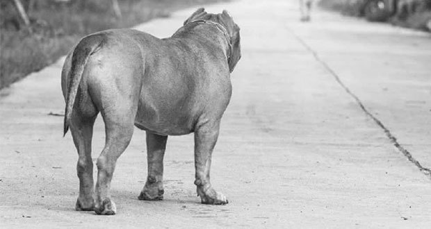 Mujer es atacada por varios pitbull en San Pedro Cholula