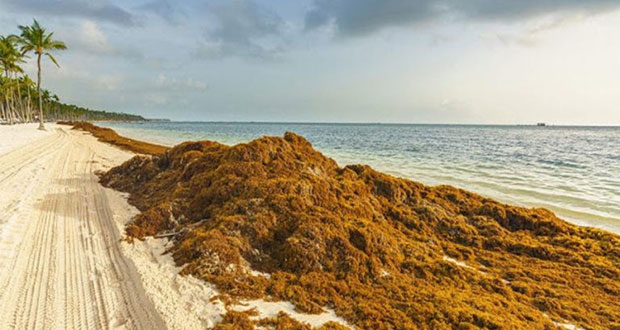Marina recolecta 9.4 mil toneladas de sargazo en Quintana Roo 