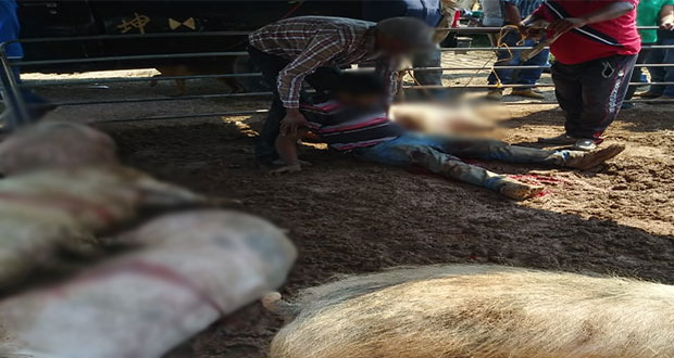 Cuatro cerdos muertos y un ganadero herido deja riña en Tepeaca