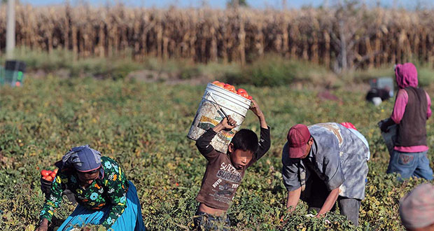 Puebla, segundo lugar en trabajo infantil durante 2018; concentra el 11.9%