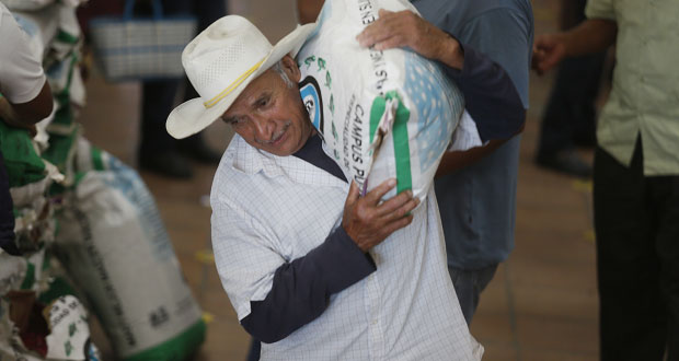 Ayuntamiento de San Andrés Cholula entrega maíz a 250 agricultores