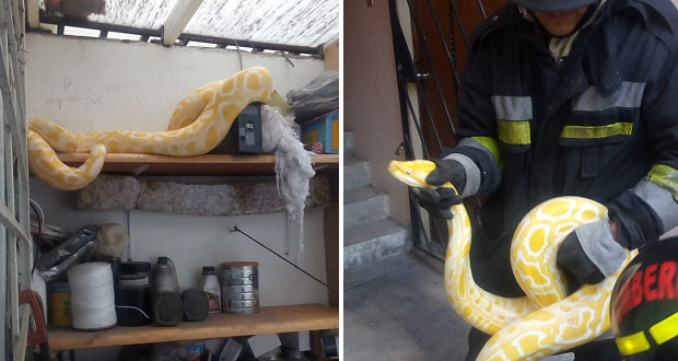 Bomberos capturan a serpiente pitón en casa de Insurgentes Oriente