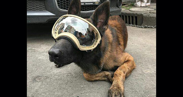 Chichí, perro que ayudó en 19-S está enfermo y necesita donativos