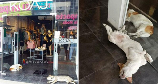 En Colombia, tienda de ropa protege a perros callejeros del calor