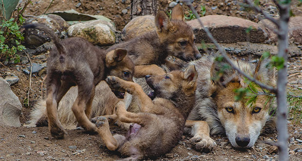 Nacen tres cachorros de lobo gris mexicano en museo de Coahuila