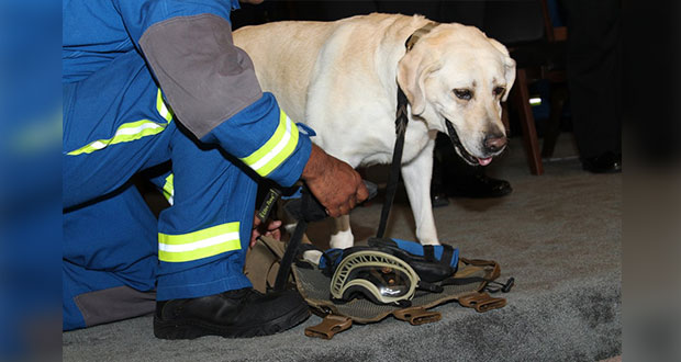 Semar jubila a “Frida”, la perrita rescatista en el sismo del 19-S