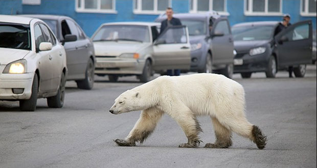 Buscando comida, oso polar se desplaza 800 km de su hábitat natural